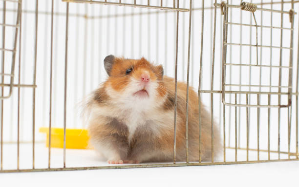cute hamsters peeking out of a cage cute hamsters peeking out of a cage gerbil stock pictures, royalty-free photos & images