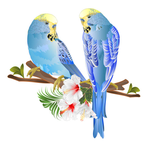 Blue parakeets Budgerigars, home pet , pet parakeet or budgie or shell parakeet with tropical flowers floral arrangement with beautiful white hibiscus and palm,philodendron ficus watercolor vintage vector illustration editable Blue parakeets Budgerigars, home pet , pet parakeet or budgie or shell parakeet with tropical flowers floral arrangement with beautiful white hibiscus and palm,philodendron ficus watercolor vintage vector illustration editable hand draw blue budgies cartoons stock illustrations