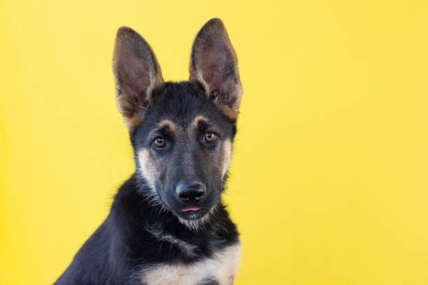 istock The german shepherd puppy on a yellow background 1325782944