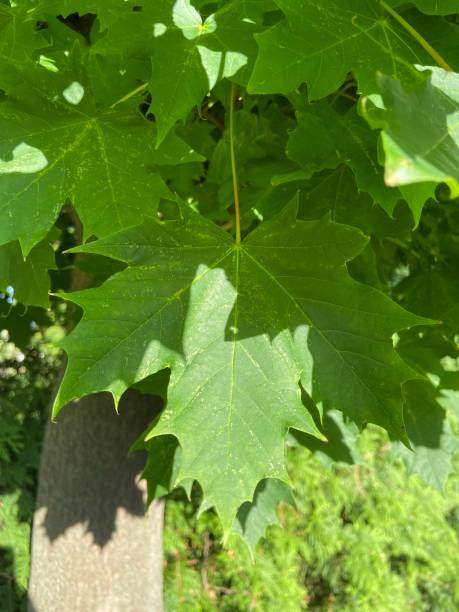 istock Green leave of a maple tree in the sun 1325784895