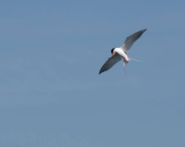 istock Forster's Tern Hangs Suspended Against a Blue Sky 1325786013