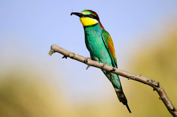 istock Bee-eater perched on a branch, with insect in its beak 1325786273