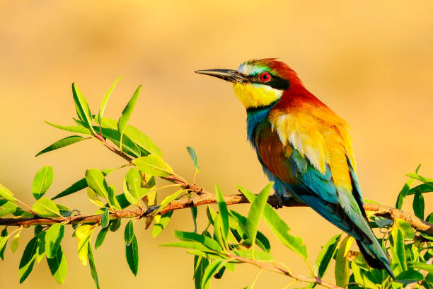 Bee-eater perched on a branch Bee-eater perched on a branch, with insect in its beak bee eater photos stock pictures, royalty-free photos & images