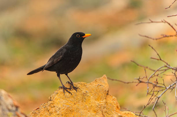 Common blackbird perched on a rock stock photo