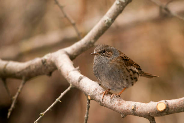 istock Close-up of a Common Accentor, Prunella modularis, twig bird on a tree 1325786840