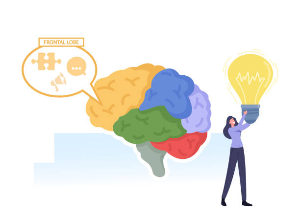 ilustrações de stock, clip art, desenhos animados e ícones de brain parts anatomy. tiny female character with glowing light bulb in hands at huge human brain separated on parts - frontal lobe