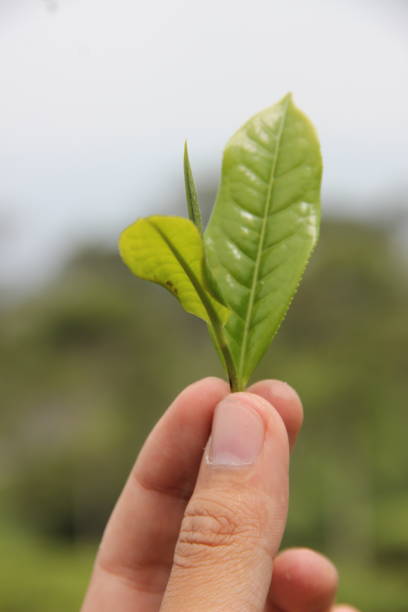 istock A sprig of tea leaves with tea gardens backgorund 1325787404