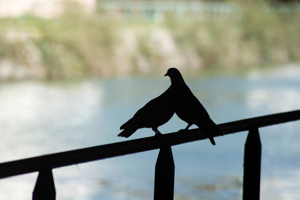 Silhouettes of two pigeons perched on a metallic fence in border water