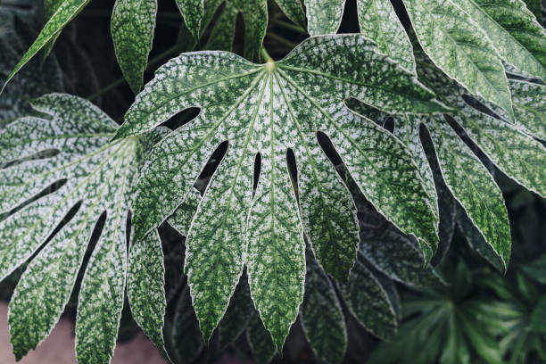 istock Green leaves Natural background nature forest jungle foliage. 1325788901