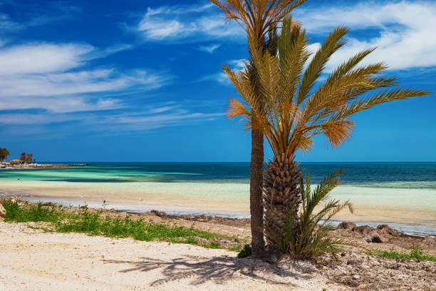 A beautiful view of the Mediterranean coast with birch water, a beach with white sand and a green palm tree. Seascape. A beautiful view of the Mediterranean coast with birch water, a beach with white sand and a green palm tree. Djerba Island, Tunisia djerba stock pictures, royalty-free photos & images