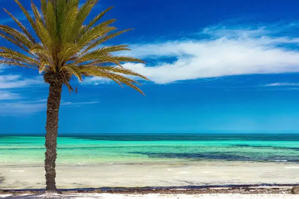 Seascape. A beautiful view of the Mediterranean coast with birch water, a beach with white sand and a green palm tree. Djerba Island, Tunisia