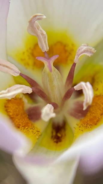 eine weiße sego lilie nahaufnahme - makrofotografie / calochortus nuttallii - globe lily stock-fotos und bilder