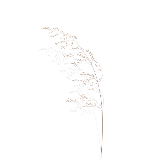 illustrations, cliparts, dessins animés et icônes de illustration vectorielle de stock d’herbe des prés. branche de crème sauvage sec à base de plantes se balance dans le vent. - grass nature dry tall