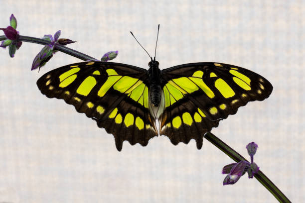 istock A Malachite Butterfly sitting on a branch in the garden. 1325790168
