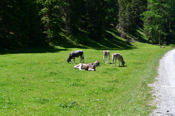 istock Cows on a meadow in Stubai valley 1325790848
