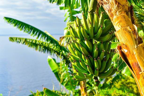 A bunch of bananas growing from a banana tree