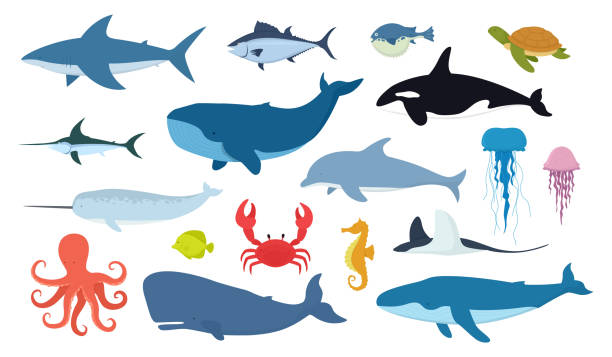 Vector set of fish and ocean animals isolated on white background. Vector set of fish and ocean animals. Shark, dolphin, narwhal, blue whale, octopus, sperm whale, swordfish, killer whale, jellyfish, turtle isolated on white background. marine life stock illustrations