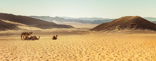 group of camels in a desert on sunrise, egypt. - journey camel travel desert imagens e fotografias de stock