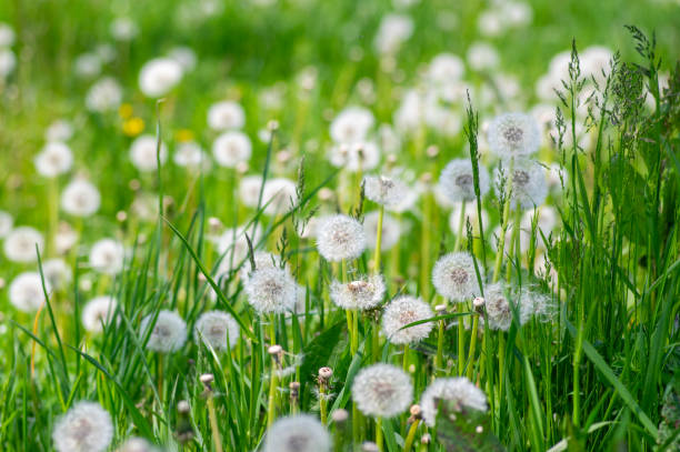 i comuni fiori sbiaditi taraxacum officinale di tarassaco sembrano palla di neve, frutti di cypselae maturi - dandelion snow immagine foto e immagini stock