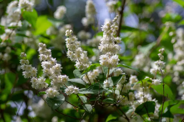 Deutzia scabra fuzzy pride of rochester white flowers in bloom, crenate flowering plants, shrub branches with buds and green leaves, Candidissima cultivar