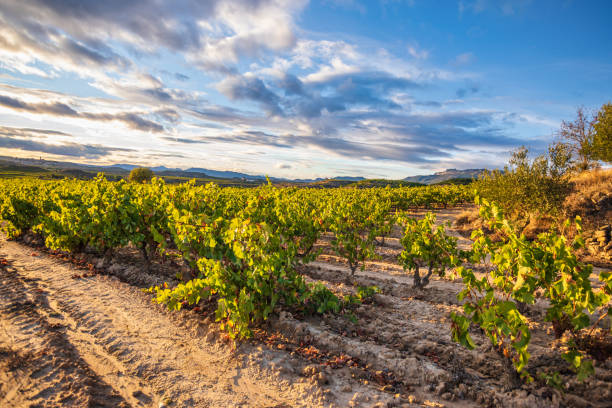 istock Rioja vineyards at sunset 1325795084