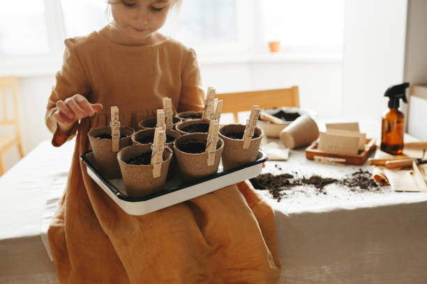 6 years old girl planting herbs at home planting herbs at home. 6 years old girl wearing mustard linen dress holding tray with biodegradable containers with variety planted seeds rosemary seedlings stock pictures, royalty-free photos & images