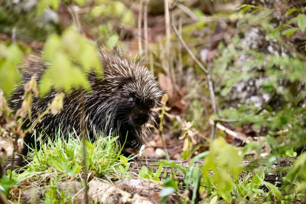 istock Porcupine out in the wild 1325795401