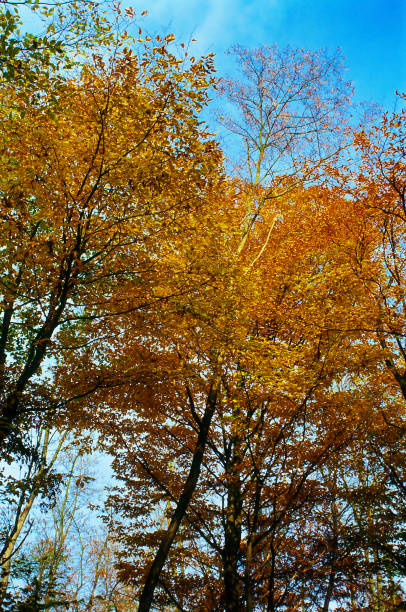 istock Trees in Autumn Colors 1325795512