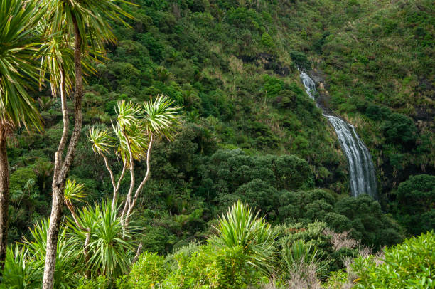 cachoeira da floresta de karekare - karekare falls - fotografias e filmes do acervo
