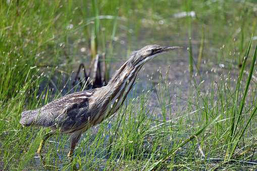 an American Bittern getting ready to hunt for fish