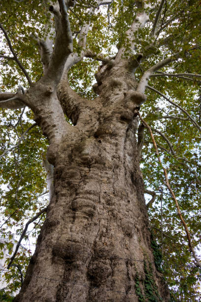 istock Platan tree near Trsteno Arboretum 1325796513