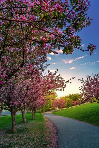 istock Flowering Trees Lining A Park Path At Sunrise 1325797496