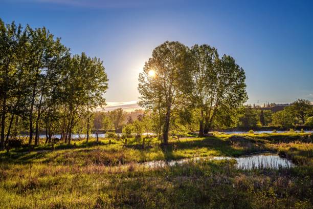 istock Bright Sun Lighting Up A Summer Park 1325797497