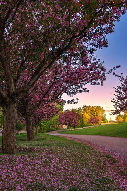 istock Flowering Trees Lining A Park Path At Sunrise 1325797505