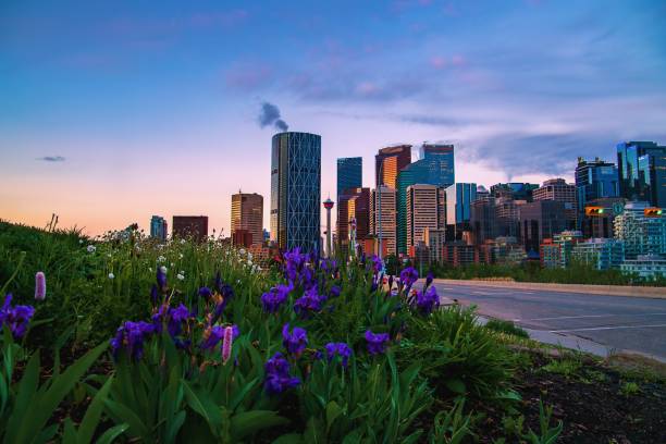 istock Summer Flowers By Downtown Calgary 1325798283