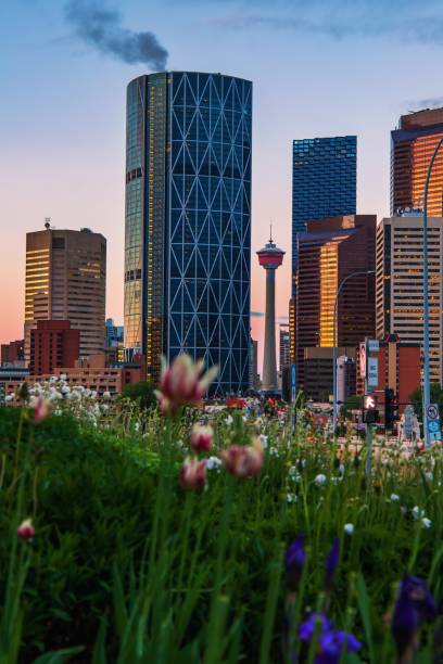 istock Summer Flowers By Downtown Calgary 1325798290