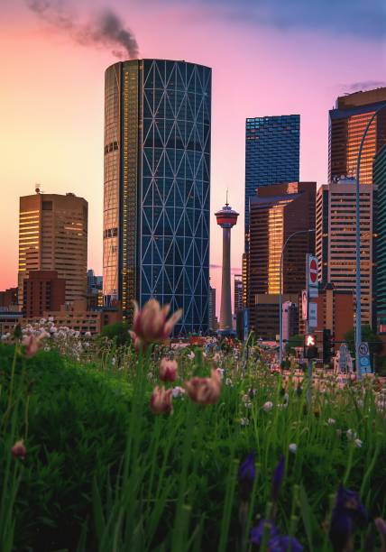 istock Summer Flowers By Downtown Calgary At Sunrise 1325798310