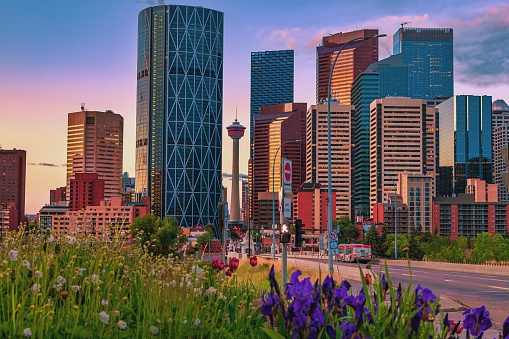 A view of summer flowers blooming by downtown Calgary roads during a colourful sunrise.