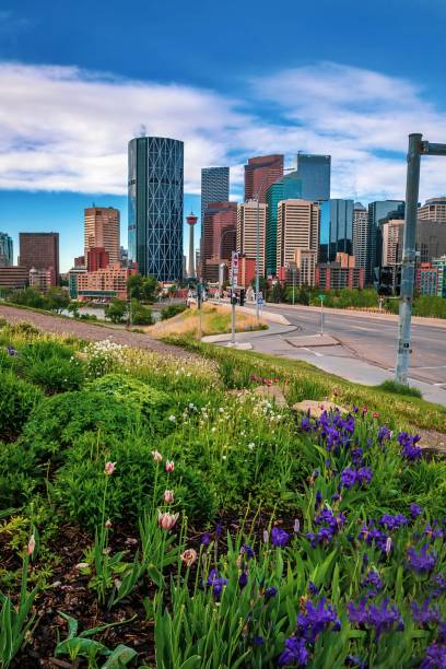 istock Summer Flowers Blooming Under A Blue Sky By Downtown Calgary 1325798409
