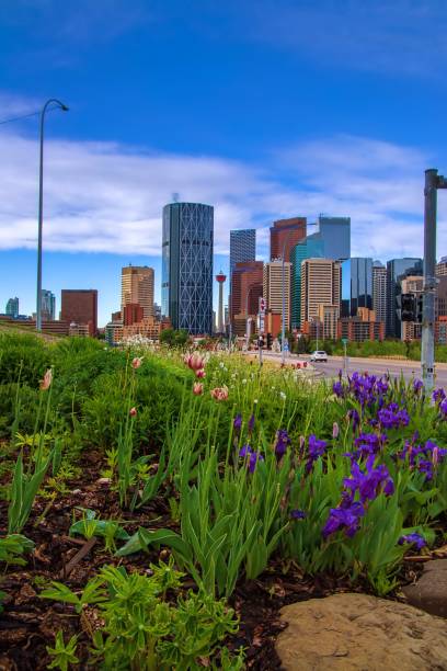 istock Summer Flowers Blooming Under A Blue Sky By Downtown Calgary 1325798412