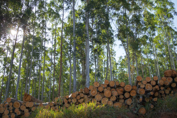 Photograph of trunks of eucalyptus trees in piles in the grass, in a forest in the rural city of Monte Belo, in Minas Gerais state, Brazil. Behind the piles there are other eucalyptus trees, and some sunlight coming through the woods.