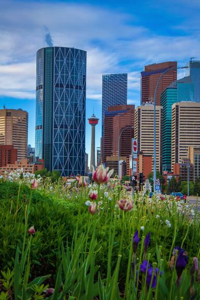 istock Summertime Flowers By Downtown Calgary 1325798493