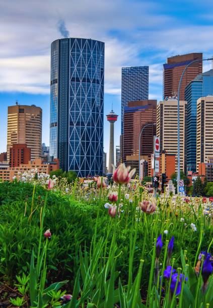 istock Summertime Flowers By Downtown Calgary 1325798514