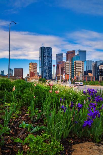 istock Summer Flowers Blooming Under A Blue Sky By Downtown Calgary 1325798537