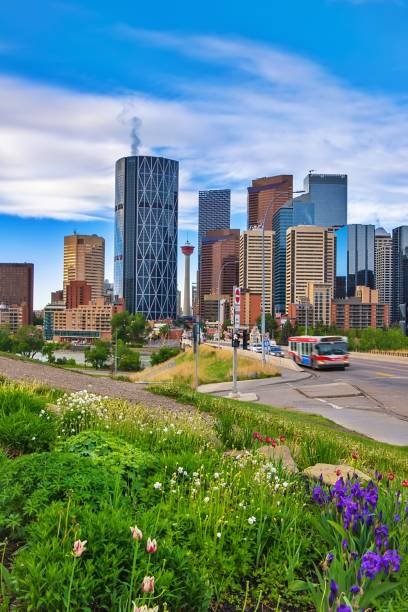 istock Bright Flowers Blossoming By Downtown Calgary 1325798555