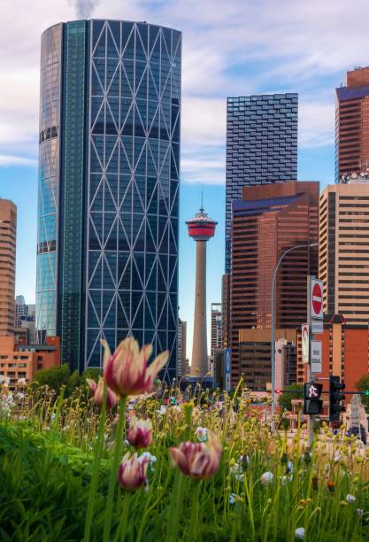 istock Bright Flowers Blossoming By Downtown Calgary 1325798572