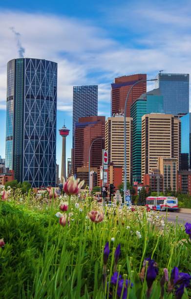 istock Summertime Flowers By Downtown Calgary 1325798636