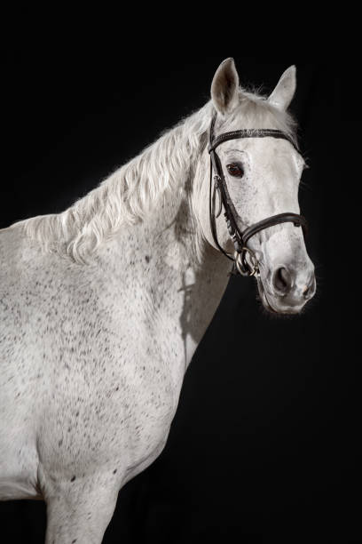 istock beautiful white horse portrait with classic bridle isolated on black background 1325802421