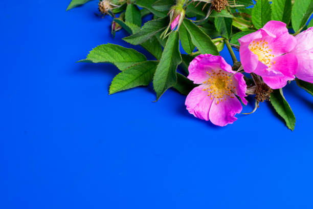 Delicate pink rosehip flowers