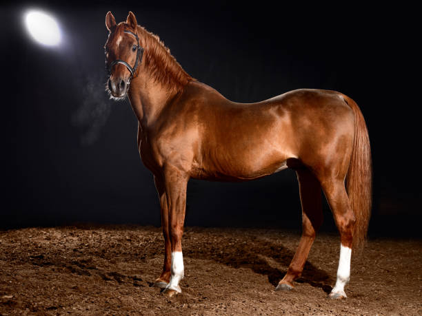 istock arabian horse portrait with classic bridle isolated on black background 1325804607
